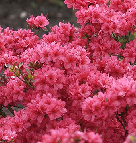 Japanische Azalee Hot Shot Variegated 20-25cm - Rhododendron obtusum - Zwerg Alpenrose - lebende Gartenpflanze aus den Baumschulen