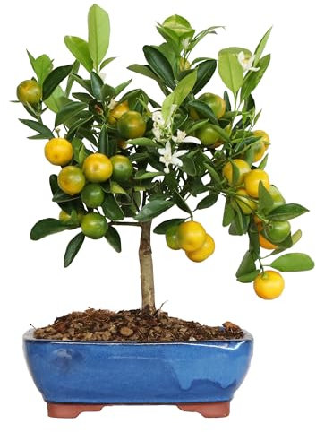 KENTIS - Bonsái Citrus Mitis Calamondino - Bonsái Mandarín Enano - Planta de Exterior - Maceta de Cerámica - H 35-40 cm Maceta Ø 21 cm