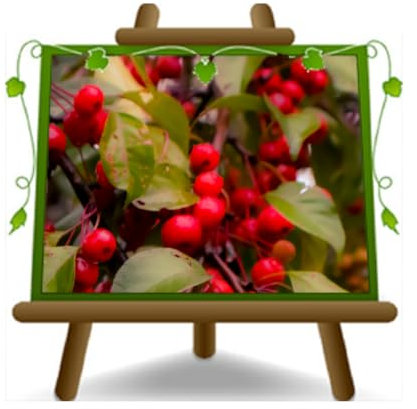 EURO PLANTS VIVAI Cerisier Acide Visciole de Ciociara plante fruitière sur pot de 20 cm * hauteur 150-170 cm - Âge 2 ans