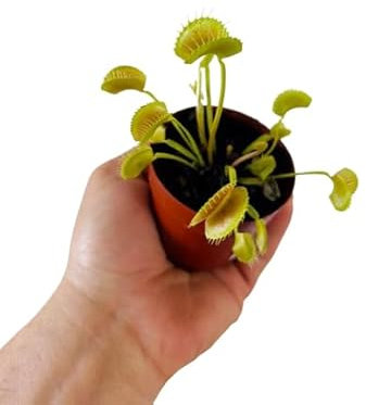 Venus Atrapamoscas Natural Planta Antimosquitos para Casa