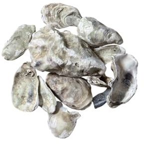 Austernschalen 100g Schnecken Häuserbau Calciumquellen Landschnecken Achatschnecken Zusatzfutter