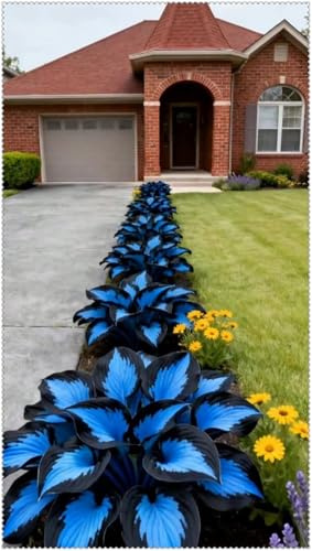 Hosta Mélange de rhizomes vivaces rustiques, plantation professionnelle, caucun arrosage nécessaire, Rizoma di Hosta,onvient pour le printemps et l'automne-4 Rizoma-B