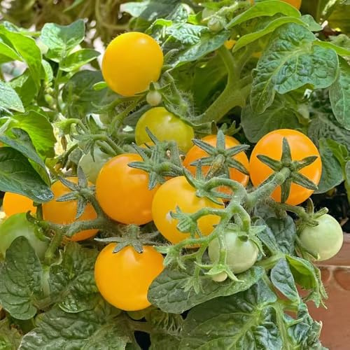 tomatensamen freiland, balkon indoor bio hochbeet garten exotische winterhart mehrjährig 40pcs