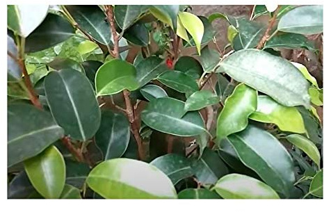Stk - 100x Ficus benjamina Gummibaum Zimmer Garten Pflanzen - Samen B1493 - Seeds & Plants Shop by Ipsa