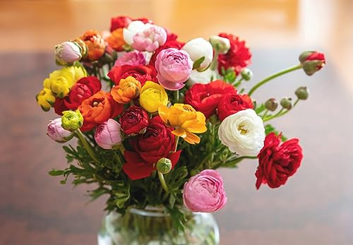 20 Ranunkeln Ranunculus Bunte Blumen Mischung Blumenzwiebeln Blumenwiese Zwiebeln