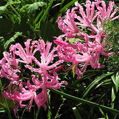 Lycoris radiata/Bellissime piante di decorazione del parco-3 bulbi,B