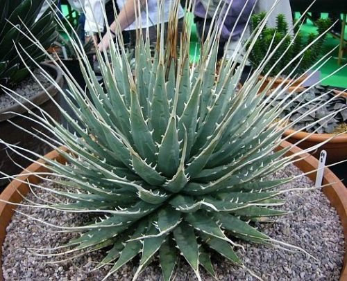 Agave utahensis Eborispina esotico succulente rare semi di cactus pianta di aloe 50 SEMI