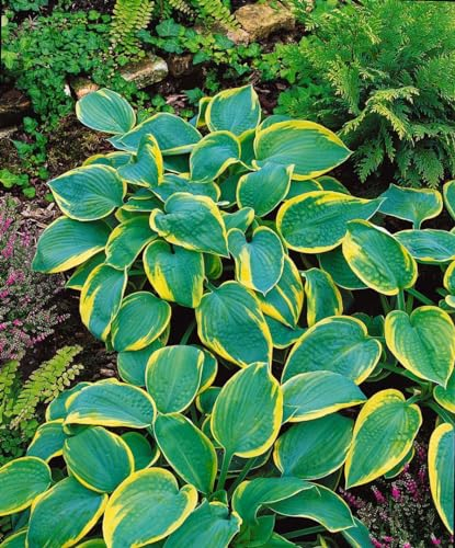 Hosta sieboldiana 'Samurai' 11x11 cm Topf – Winterhart, Mehrjährig, Pflegeleicht – Funkie – Staude für Schattenbeet & Kübel