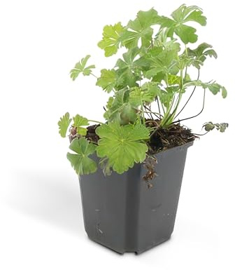 Bodendecker - Cambridge Storchschnabel - Geranium cantabrigiense 'Biokovo' - 9cm Topf - Set mit 12 Pflanzen