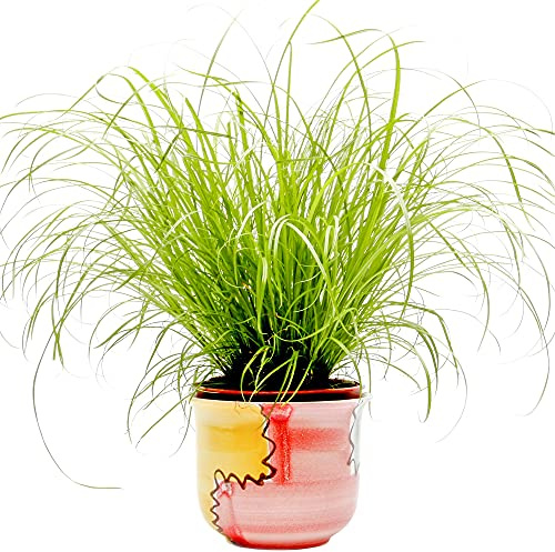 Cyperus Zumula - Katzengraß | Ideale Unterstützung für die Katzenverdauung | 20-30cm getopft