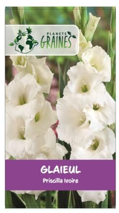 10 bulbes de fleurs Glaïeul Ivory Priscilla- ivoire pur fleur géante 100 à 150 cm