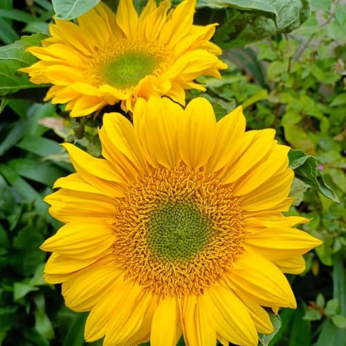 semillas de girasol, ornamentales decoración girasoles para lugares soleados de jardín de rocas resistentes de balcón perennes 80pcs