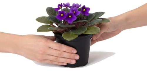 DECOALIVE Saintpaulia Ionantha Violeta Africana para Salón Formato 12 cm Altura 20 cm
