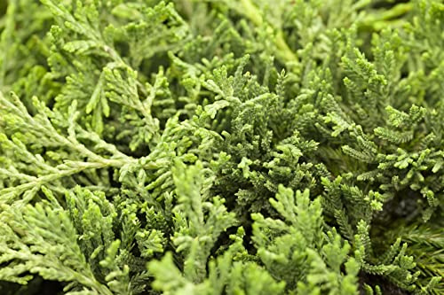 Juniperus horizontalis 'Glauca' 15–20 cm – Winterhart, Immergrün, Pflegeleicht – Kriech-Wacholder – Bodendecker für Steingarten & Garten