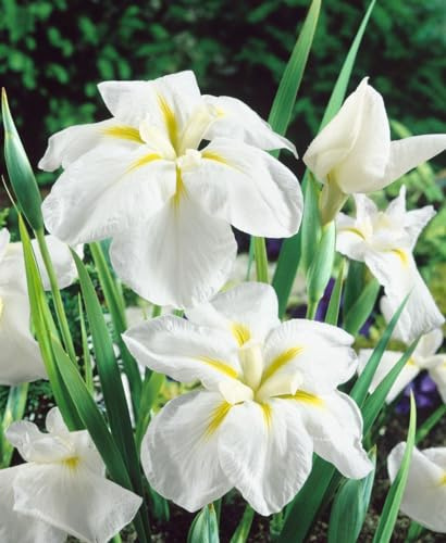 Iris ensata 'White Ladies' 11x11 cm Topf – Winterhart, Mehrjährig, Pflegeleicht – Japanische Sumpf-Schwertlilie – Teichrandpflanze für Teich & Ufer