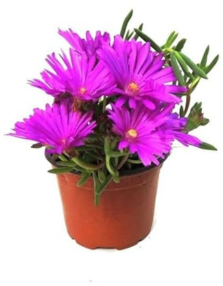 Mesen Natural (Lampranthus) Planta Rastrera de Exterior con Poca Necesidad de Agua