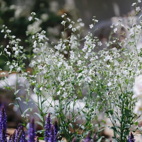 vergissmeinnicht balkon, geschenke für frauen Vergissmeinnicht, blumensamen balkon, winterharte kübelpflanzen blumenwiese 800samen