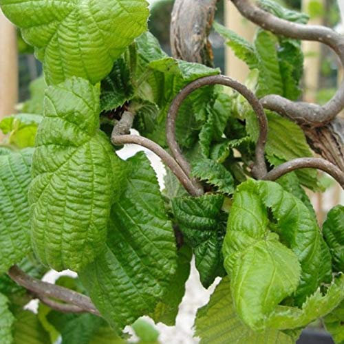 Corylus Avellana 'Contorta'- Noisetier tortueux 'Contorta' 40-60 cm en conteneur