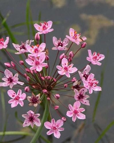 Lincolnshire Pond Plants Ltd - Marginal Aquatic Pond Plant - (Butomus Umbellatus) - Plug