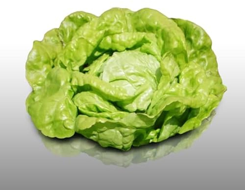 500 graines à semer - Le Grenier d'Abondance - LAITUE Kagraner Sommer - Lactuca sativa