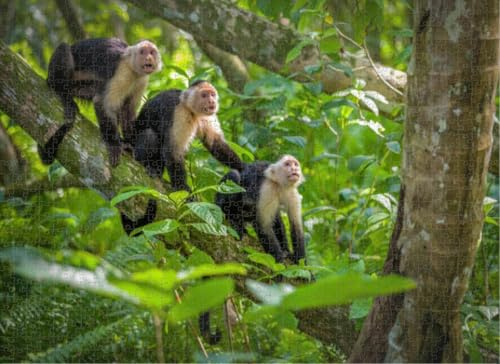 Puzzles for Adults Jigsaw Puzzle Three White Faced Capuchin Monkey Tree Tops at Cahuita National Big Large Difficult Cool Hard Puzzles for Adults 500 Pieces