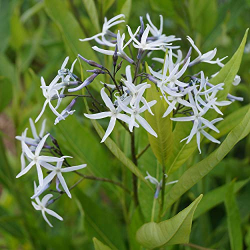 Blumixx Stauden Amsonia tabernaemontana – Röhrenstern, hellblau blühend, winterharte Staude, mehrjährig, für Beet
