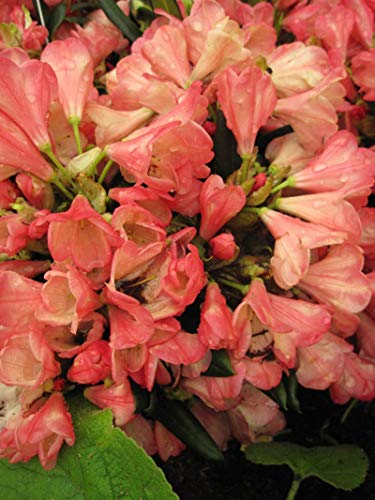 Rhododendron yakushimanum Barbarella - Ball-Rhododendron Barbarella 40-50