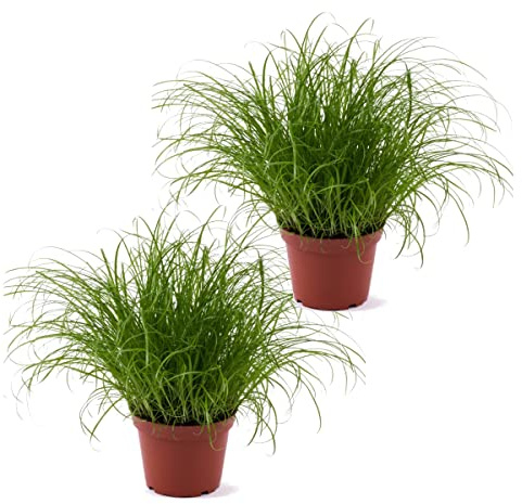 Dos Unidades de Hierba de Gato Planta Gatera Natural Ideal para Gatos y Otros Animales