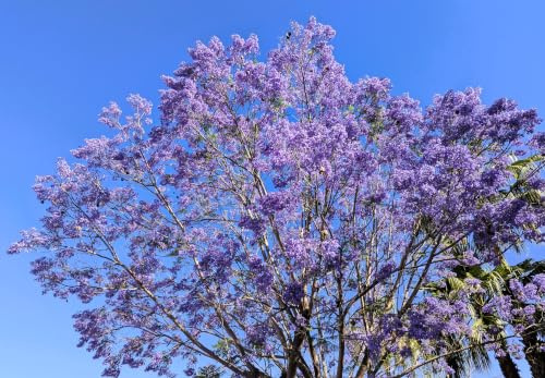 30 Semillas de Jacaranda (Jacaranda Mimosifolia)