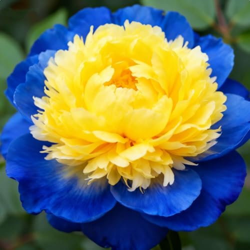 Winterhart Stauden-Pfingstrose Rhizom, Elegante Gartenknolle, Stark, Duftend, leuchtende Blütenpracht, Haus- und Gartendekoration-3 Rhizome-B