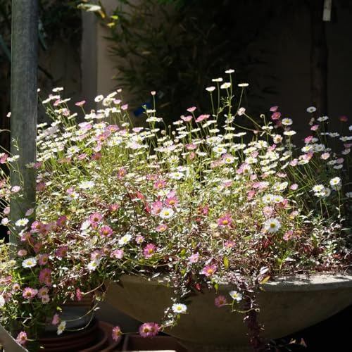 semi margherita spagnola balcone tappezzante di 100pcs