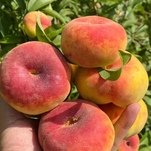 Semi di pesco, Gli da frutto nani sono resistenti Prunus persica, le sono resistenti da frutto colonnari esotiche 5pcs