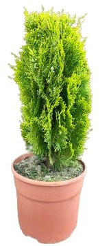 Thuja Arbusto Natural para Crear Setos y Jardines Naturales