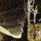 Uping Guirnalda Luces Interior Exterior Navidad 300 LED 30M Luces Arbol Navidad LED con Enchufe Decoracion Luzes Natal