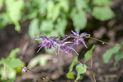 Epimedium grandiflorum 'Lilafee' 9x9 cm Topf – Winterhart, Mehrjährig, Pflegeleicht – Elfenblume – Bodendecker für Schatten & Unterpflanzung