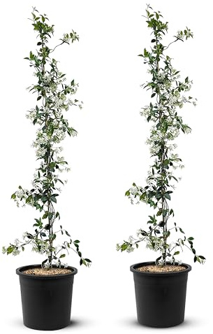 Jasmin - Toskanischen Jasmin - Trachelospermum Jasminoides 160 cm A+ ware (2pcs)