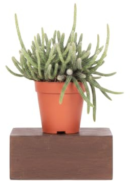Rhipsalis Baccifera Horrida Cactus Colgante Planta Decorativa DECOALIVE para Salón Oficina o Dormitorio Maceta 9 cm Altura 10 cm