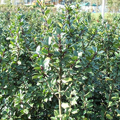Ilex Meserveae 'Blue Prince'- Houx 'Blue Prince' 40-60 cm en conteneur