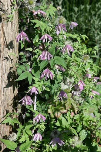 Clematis 'Country Rose' 100-150 cm – Winterhart, Mehrjährig – Waldrebe – Kletterpflanze für Pergola & Rankhilfe