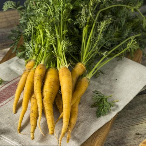 semi di carota precoci, per giardino interno resistenti per tappezzanti 100pcs