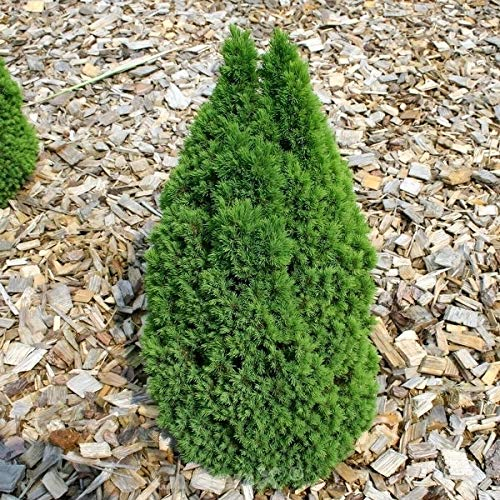 Zwerg Zuckerhutfichte Laurin 60-70cm - Picea glauca - lebende Gartenpflanze aus den Baumschulen
