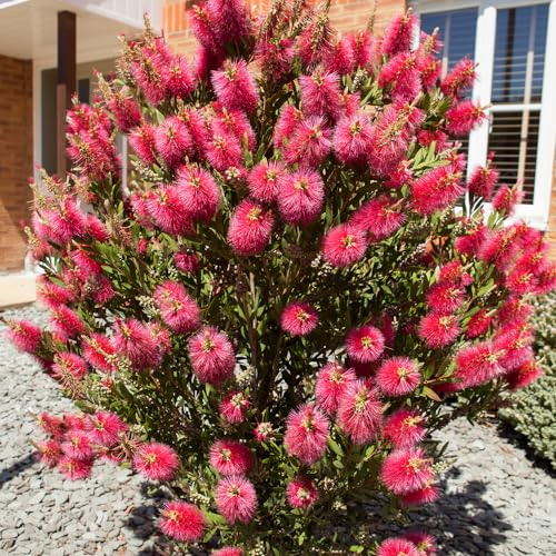 YouGarden Callistemon Bottlebrush Plant, Established 30cm Tall in 2 Litre Pot, Shrub for Patio or Garden, Ready to Plant in The UK, Exotic Outdoor Plants, Bottle Brush