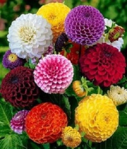 Seeds 50 seeds of Dalia Pompon Mix Dalia