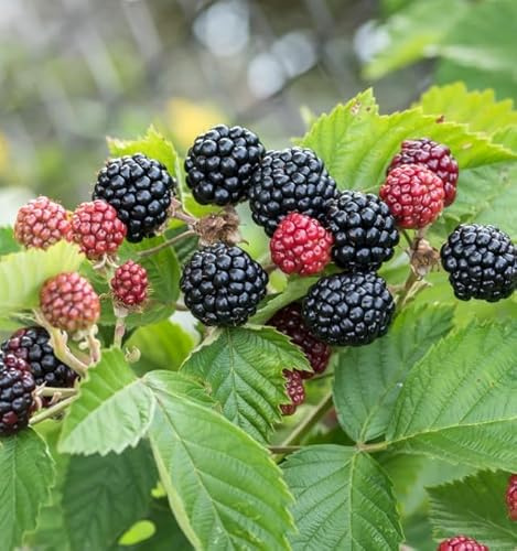 Brombeere Navaho® 'Bigandearly'®, 40-60cm im 3L-Topf