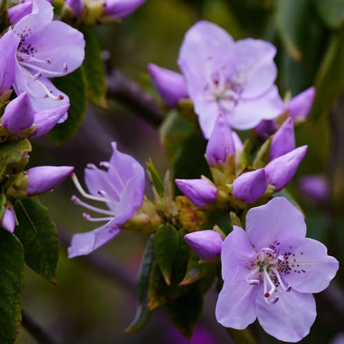 Semi di rododendro, decorazione del soggiorno, azalea resistenti, balcone, resistenti all'esterno 30pcs
