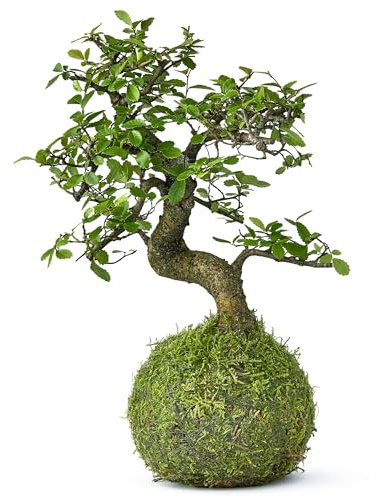 Tranquil Plants Chinese Elm Bonsai Tree | Kokedama House Plant with Green Moss Ball for Bedroom -Office Home Decor | Indoor House Plants | Gardening Gifts- 12 Years 25cm High
