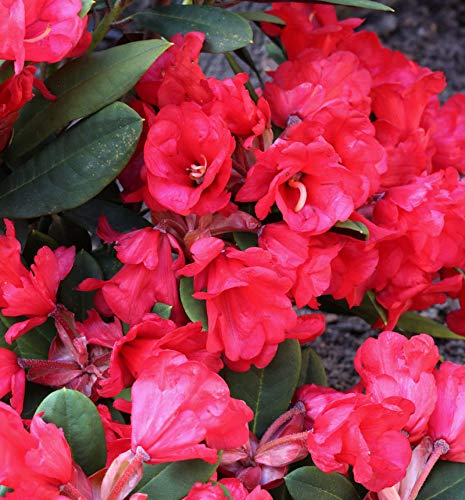 Hochstamm Azalee Burletta 60-80cm - Rhododendron neriiflorum - Alenrose - lebende Gartenpflanze aus den Baumschulen