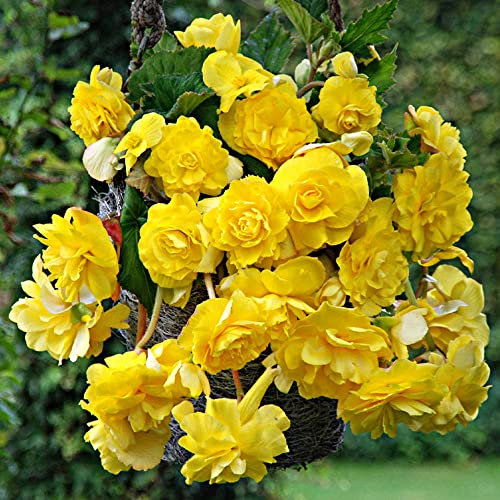 schone Begonia Summer Flowering Bulbs Gorgeous Blooms of Vibrant Colours Perennial for Your Beautiful Garden (2X Begonia Pendula Yellow)
