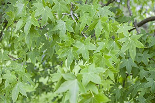 Liquidambar styraciflua 125-150 cm - Amerikanischer Amberbaum, leuchtend rote Herbstfärbung, ideal für Einzelstellung, pflegeleicht und winterhart