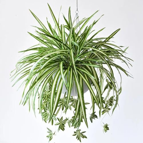 3 Packs Artificial Spider Plant, Silk Faux Chlorophytum Comosum Fake Spider Hanging Plant Decor for Outdoor Indoor Home Garden Office Decoreation